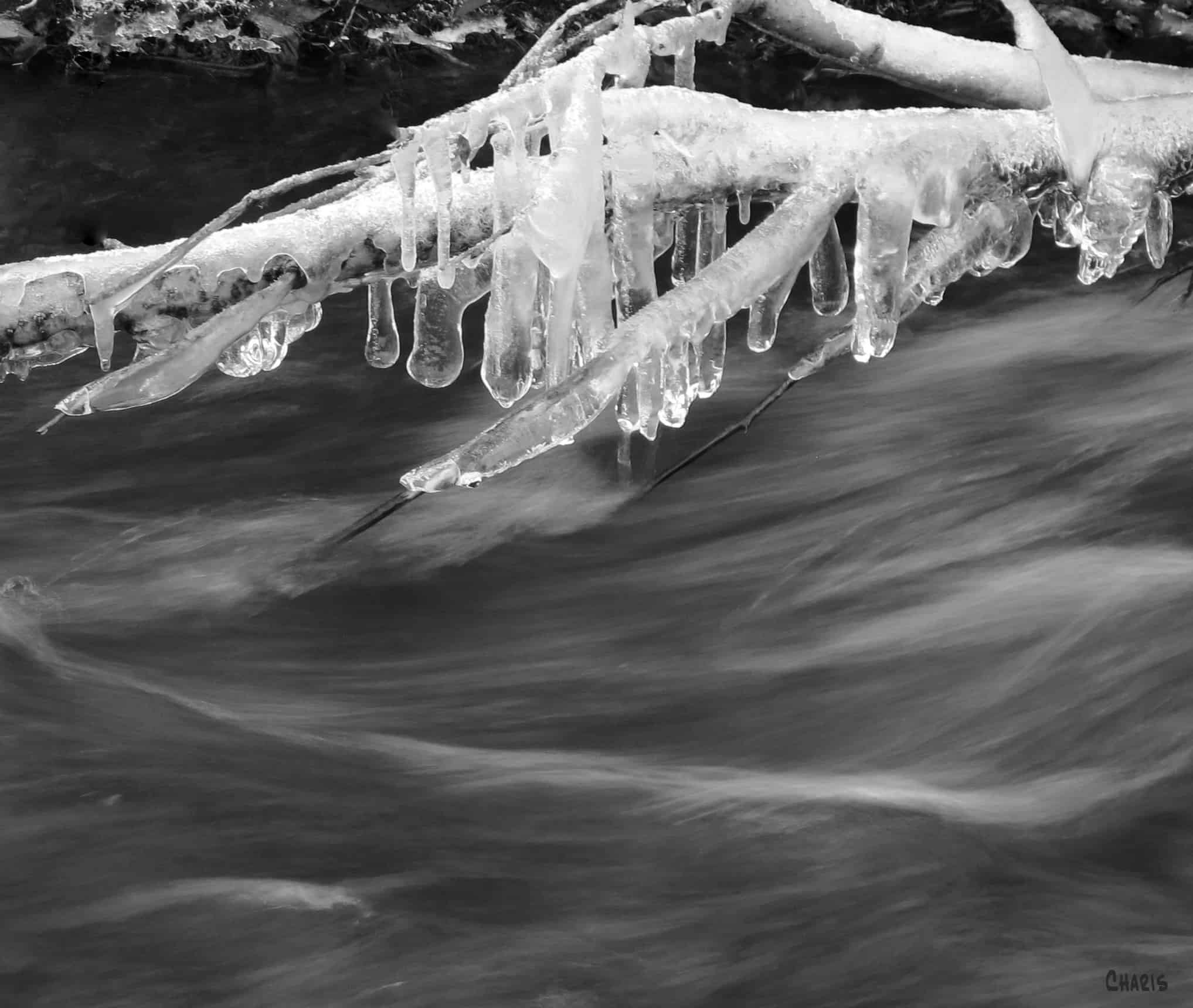 Icicle branches along the creek